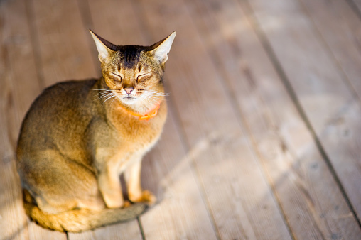 Abyssinian cat quietly sits on a wooden floor, closing his eyes. The cat is resting