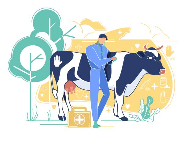 ilustraciones, imágenes clip art, dibujos animados e iconos de stock de veterinario médico escuchando latidos del corazón de vaca - animal husbandry illustrations