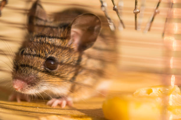 Mouse captured in mousetrap with chees Young mouse captured in mousetrap with chees. Top right is a hole through which mouse comes in, but it can not go out. mus musculus stock pictures, royalty-free photos & images