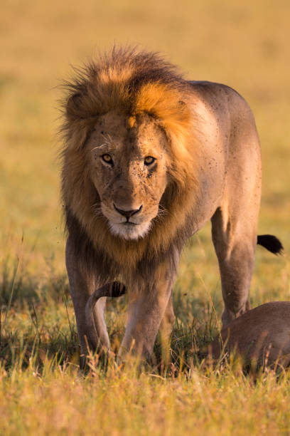 istock Male lion standing in grass 1174095336