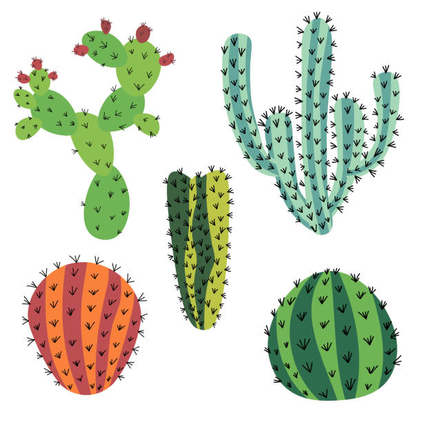 illustrations, cliparts, dessins animés et icônes de ensemble de cactus de griffonnage d'isolement sur le fond blanc. - cactus flower prickly pear cactus prickly pear fruit