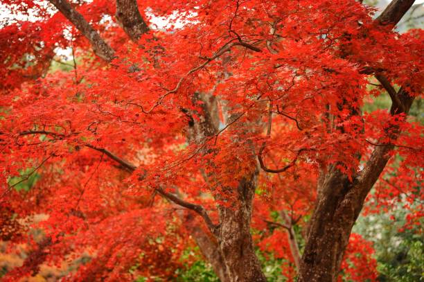 istock It is red autumn leaves. 1174105462