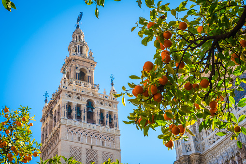 Giralda and orange tree courtyard, It's the name given to the bell tower of the Cathedral of Santa Maria de la Sede of the city of Seville, in Andalusia, Spain.