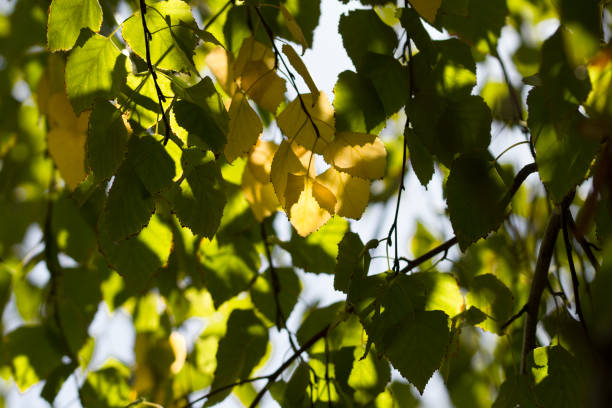 istock Nature light through the leaf. Green nature tree leaf background in morning light with copy space. Fresh natural background. 1174106744