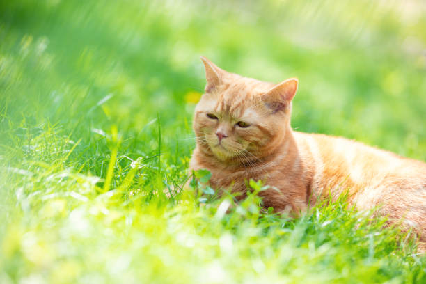 Funny red kitten sits on a green lawn on a summer sunny day