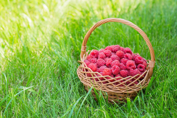 lamponi dolci nel cesto. cibo sano. il frutto è ricco di vitamine e minerali. - vitamin pill summer plant crop foto e immagini stock