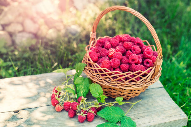 lamponi dolci nel cesto. cibo sano. il frutto è ricco di vitamine e minerali. - vitamin pill summer plant crop foto e immagini stock