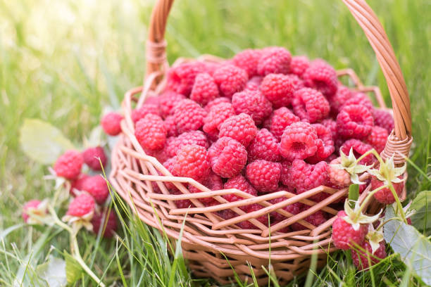 lamponi dolci nel cesto. cibo sano. il frutto è ricco di vitamine e minerali. - vitamin pill summer plant crop foto e immagini stock