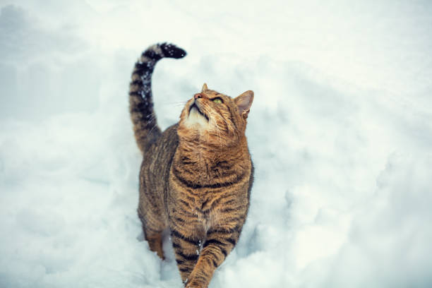 istock Striped cat walks on the snow in snowy winter 1174111577