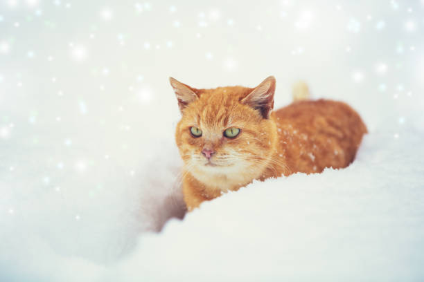 istock Ginger cat sneaks in deep snow with snowfall in winter 1174111897