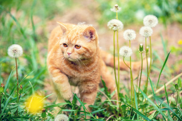istock Cute ginger kitten walks on a dandelion lawn 1174112302
