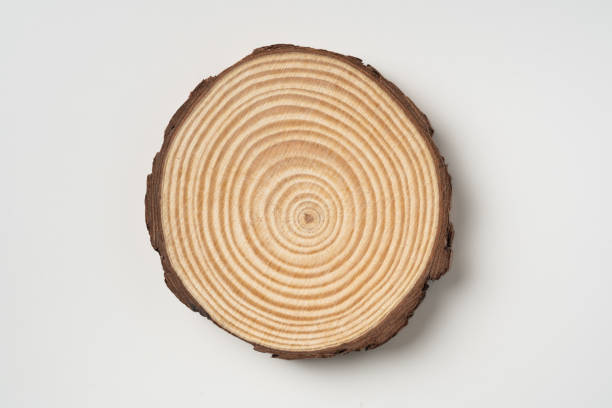 istock top view of wood piece with annual ring on white 1174112373