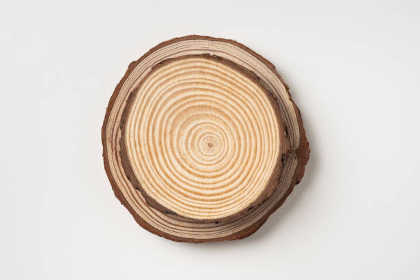 istock top view of wood piece with annual ring on white 1174112452