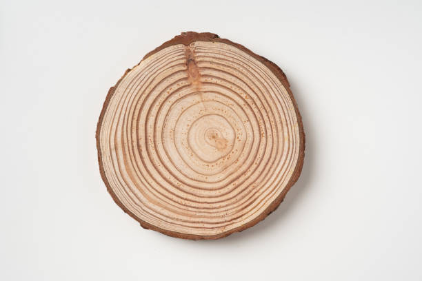istock top view of wood piece with annual ring on white 1174112545