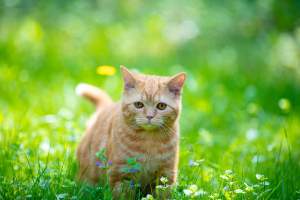 Funny red kitten sits on a green lawn on a summer sunny day