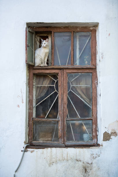 istock A white cat sitting on a window sill looking outside. 1174118553