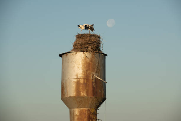 stork's nest on the rusty water tower and moon on background