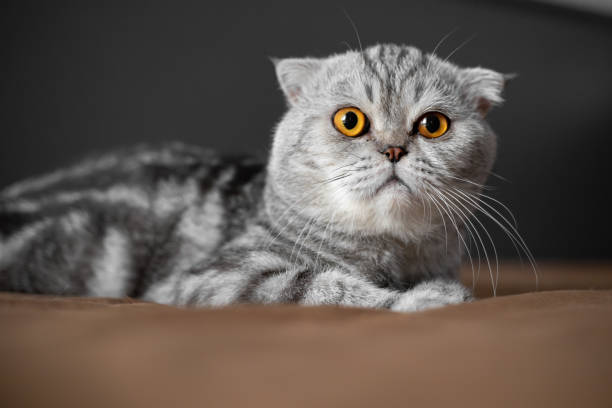 istock So cute of scottish fold cat. 1174119113