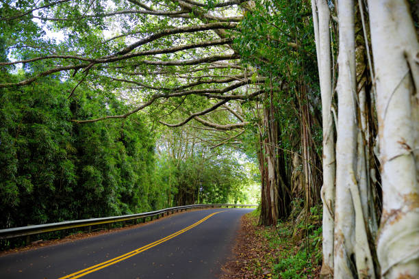 célèbre route à hana chargé de ponts étroits à une voie, virages en épingle à cheveux et des vues incroyables île, maui, hawaii - hawaii islands hana maui curve photos et images de collection