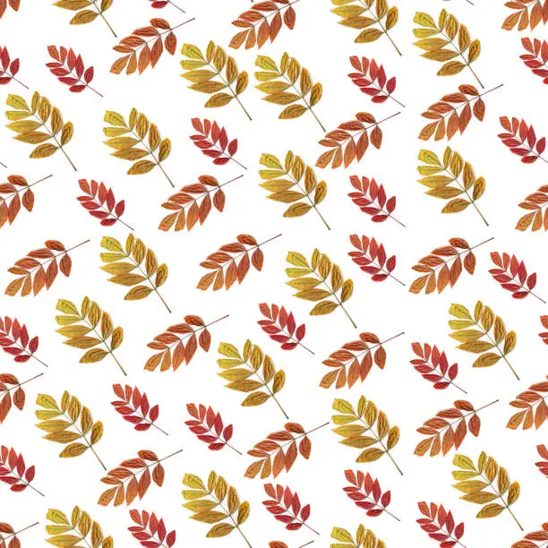 Autumn leaves seamless pattern. Colorful fall leaf of ash tree isolated on a white background. Different colors and sizes. Yellow, red and green shades. Nature concept, top view, flatlay.