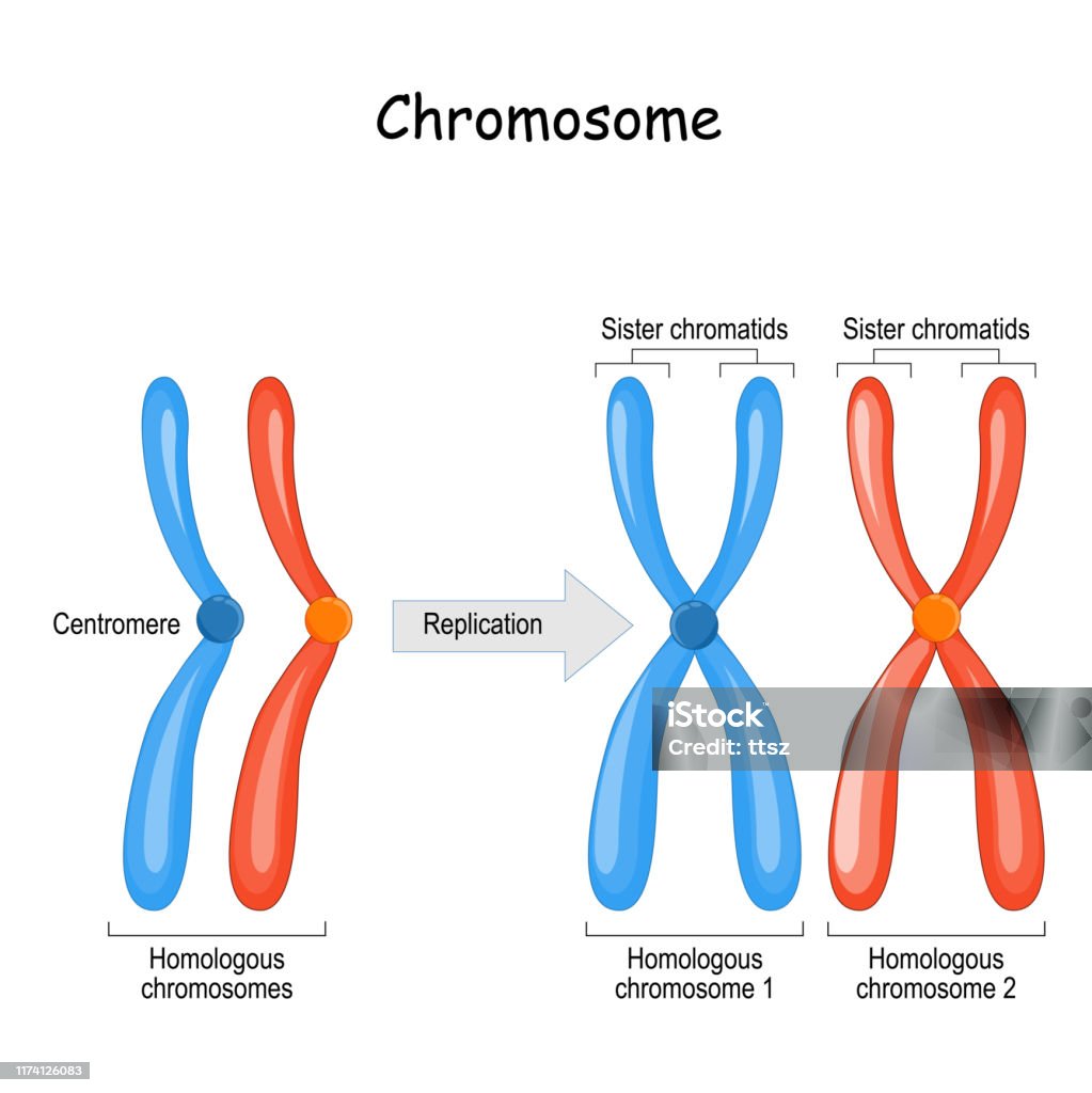 Unterschied zwischen homologen Chromosomen, einem Paar homologe Chromosomen, und Schwesterchromatiden - Lizenzfrei Chromosom Vektorgrafik