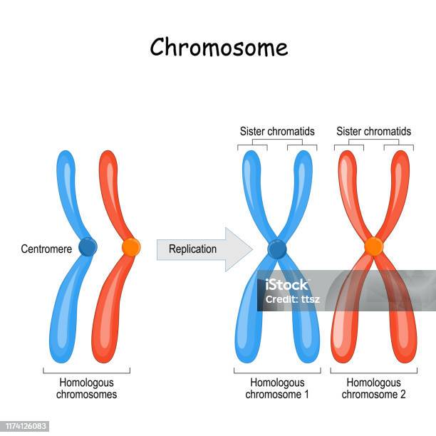 Unterschied Zwischen Homologen Chromosomen Einem Paar Homologe Chromosomen Und Schwesterchromatiden Stock Vektor Art und mehr Bilder von Chromosom