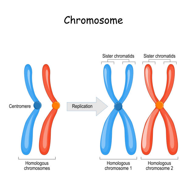 różnica między chromosomami homologicznymi, parą chromosomów homologicznych i chromatydów siostrzanych - chromatid stock illustrations