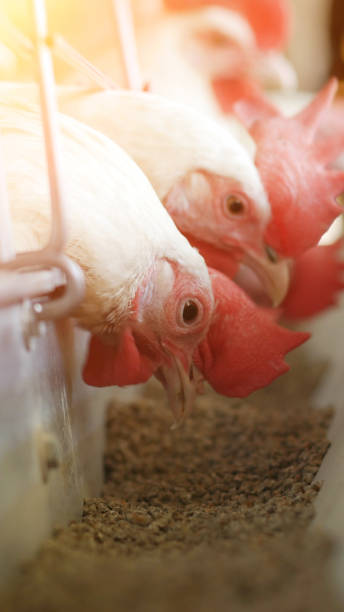 istock White hens pecking compound feed on poultry farm, industry, sun 1174127092