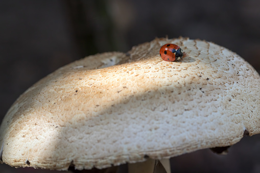 Ladybird or ladybug insect on wild mushroom. Garden nature image. This beetle appeared to be stuck by spores or a body secretion to this woodland fungus.