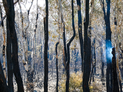 Smoke lingers among burnt and charred tree trunks in the aftermath of a wild fire at Peregian on the Sunshine Coast, Queensland, Australia, with black wooden trucks in a burnt-out public bushland reserve
