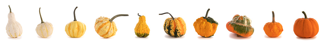 Set of diverse colorful pumpkins on isolated white background