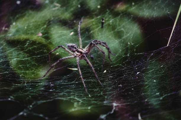 istock Large creepy Huntsman spider crawling on a silk web 1174134562