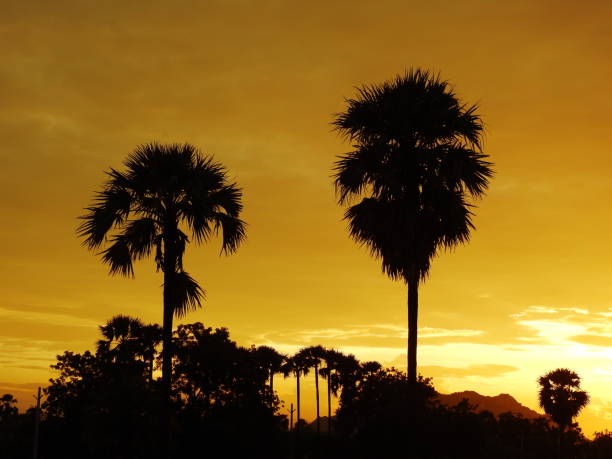 istock Sunset orange sky over palm trees 1174136267