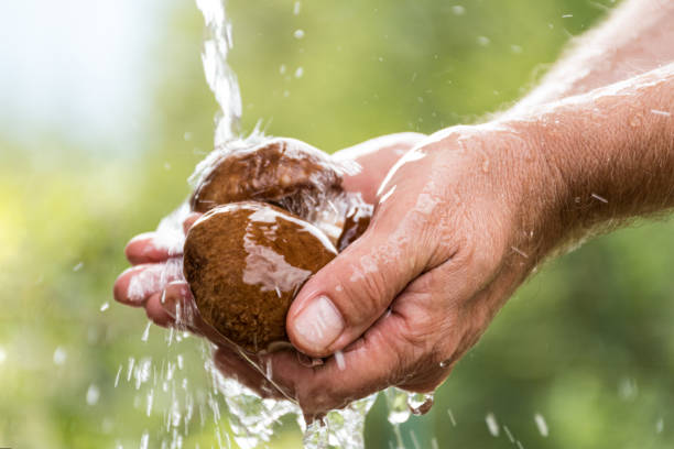 fermez-vous vers le haut des mains d'homme se lassant des champignons de porcini sous l'eau courante à l'extérieur - mushroom edible mushroom water splashing photos et images de collection