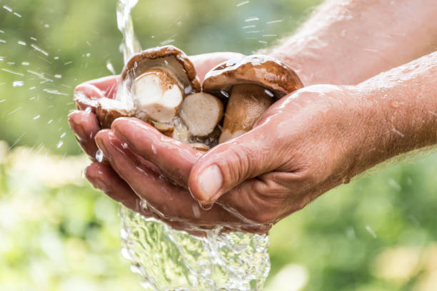 fermez-vous vers le haut des mains d'homme se lassant des champignons de porcini sous l'eau courante à l'extérieur - mushroom edible mushroom water splashing photos et images de collection