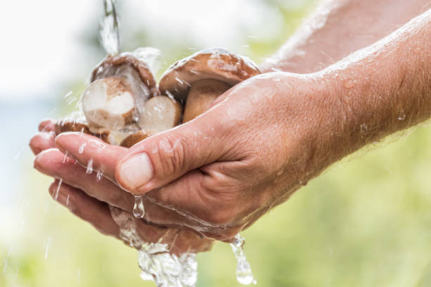 крупным планом человек руки мытье porcini грибы под проточной водой на открытом воздухе - mushroom edible mushroom water splashing стоковые фото и изображения