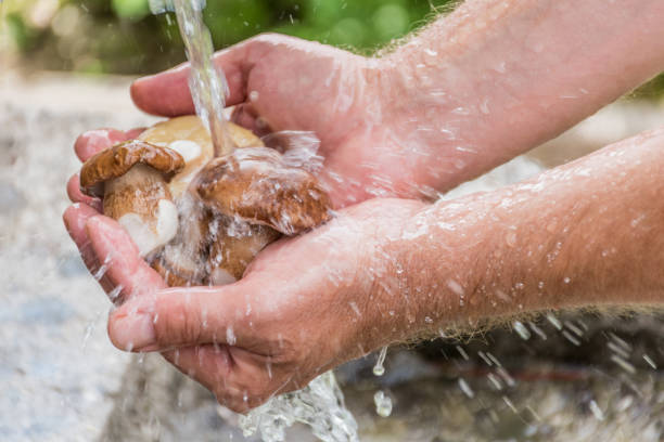 close up man hands washing porcini mushrooms under running water outdoors - mushroom edible mushroom water splashing fotografías e imágenes de stock
