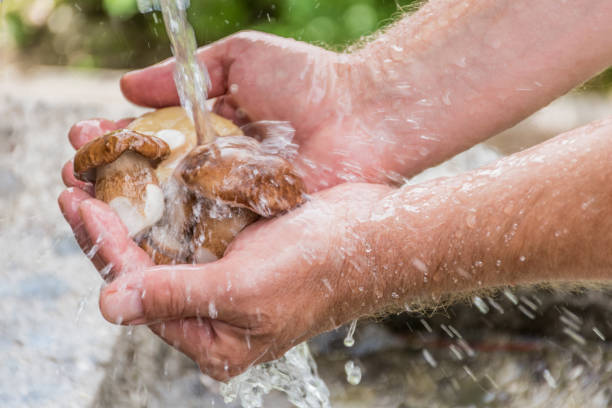 крупным планом человек руки мытье porcini грибы под проточной водой на открытом воздухе - mushroom edible mushroom water splashing стоковые фото и изображения