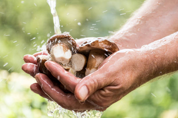 close up man hands washing porcini mushrooms under running water outdoors - mushroom edible mushroom water splashing fotografías e imágenes de stock