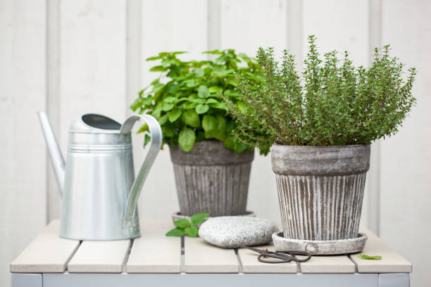 istock lemon balm (melissa) and thyme herb in flowerpot on balcony 1174136703