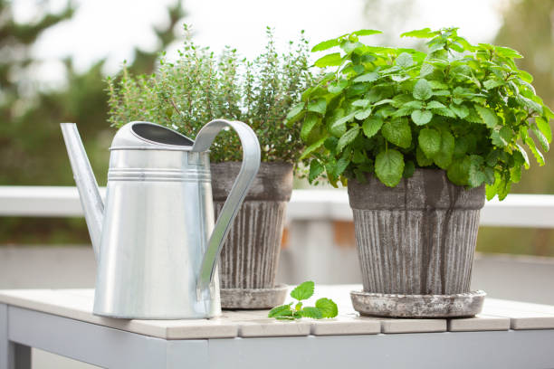 istock lemon balm (melissa) and thyme herb in flowerpot on balcony 1174136856