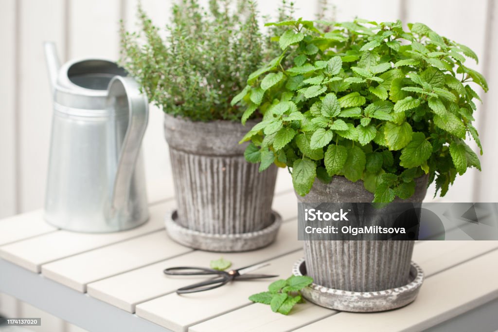 lemon balm (melissa) and thyme herb in flowerpot on balcony Lemon Balm Stock Photo