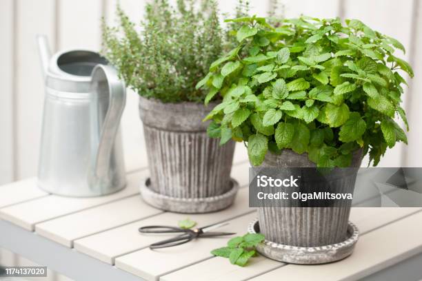 Lemon Balm And Thyme Herb In Flowerpot On Balcony Stock Photo - Download Image Now