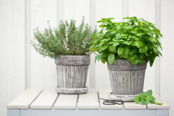 istock lemon balm (melissa) and thyme herb in flowerpot on balcony 1174137216