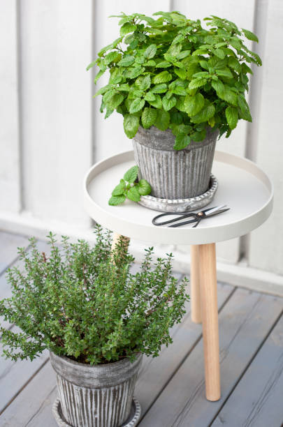 istock lemon balm (melissa) and thyme herb in flowerpot on balcony 1174137851