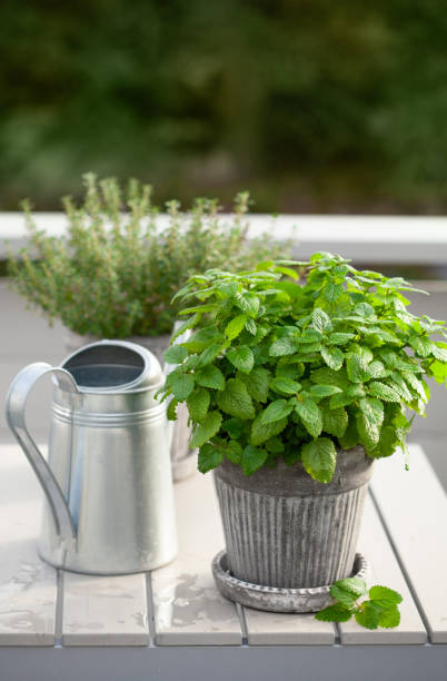 istock lemon balm (melissa) and thyme herb in flowerpot on balcony 1174138011