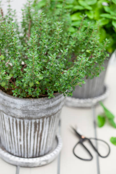 istock lemon balm (melissa) and thyme herb in flowerpot on balcony 1174138093
