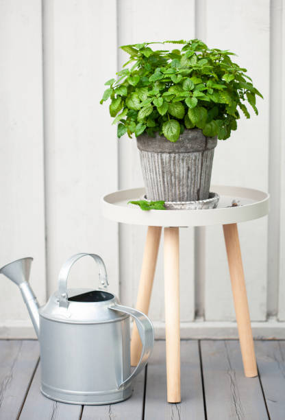istock lemon balm (melissa) herb in flowerpot on balcony 1174138212