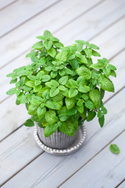 istock lemon balm (melissa) herb in flowerpot on balcony 1174138608