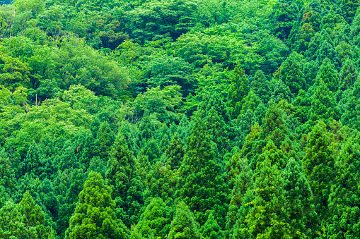 Background of beautiful green trees in Japan.